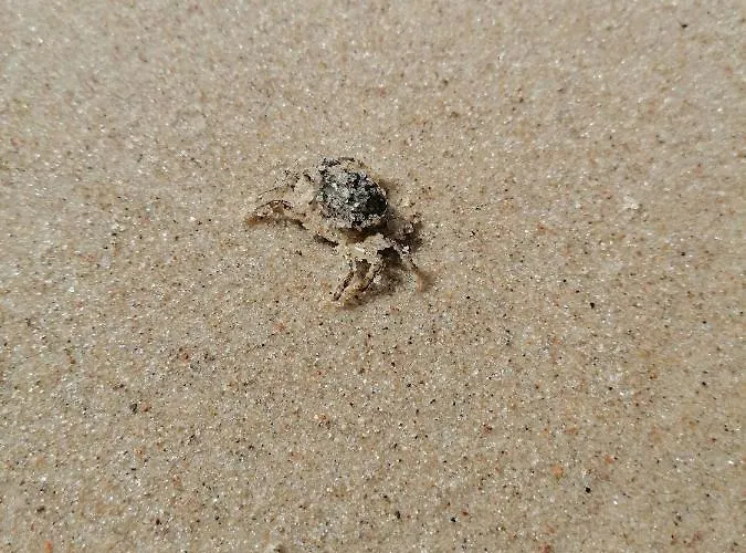 شقة Perla - Sloneczne Tarasy دجيفنوفيك